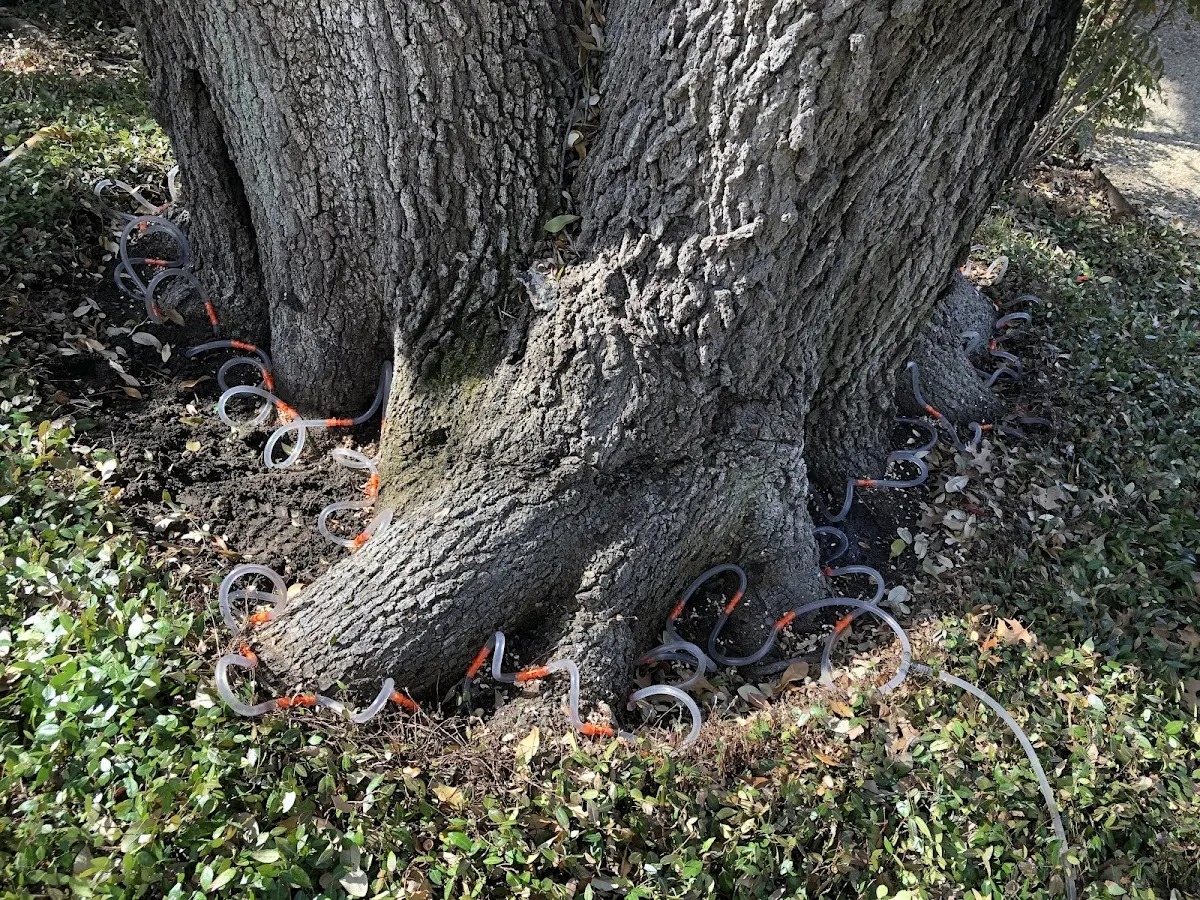 Detailed Shrub and Hedge Trimming job site in Fredericksburg