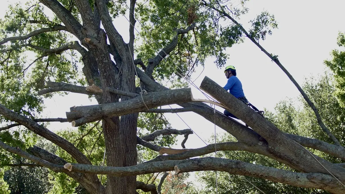 Professional Crown Thinning performed by certified arborists in Fredericksburg