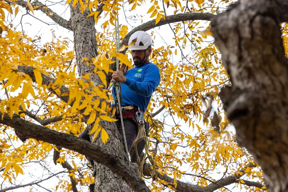 Skilled Storm Damage Cleanup crew working in Fredericksburg