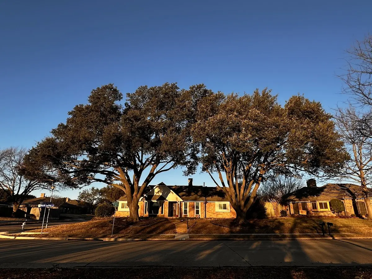 Established residential canopy tree shading a home in Fredericksburg